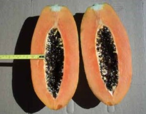 papaya fruto