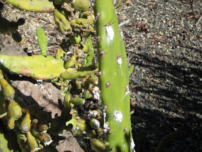 opuntia infected 250